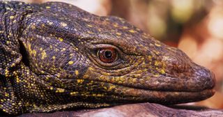 At 6 feet 6 inches in length, a frugivorous (fruit-eating) monitor lizard found in the Northern Sierra Madre Forest on Luzon Island in the Philippines is the longest species to make this year's top 10. Weighing only 22 pounds, this species is brightly col