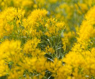 rubber rabbitbrush showing yellow flowers