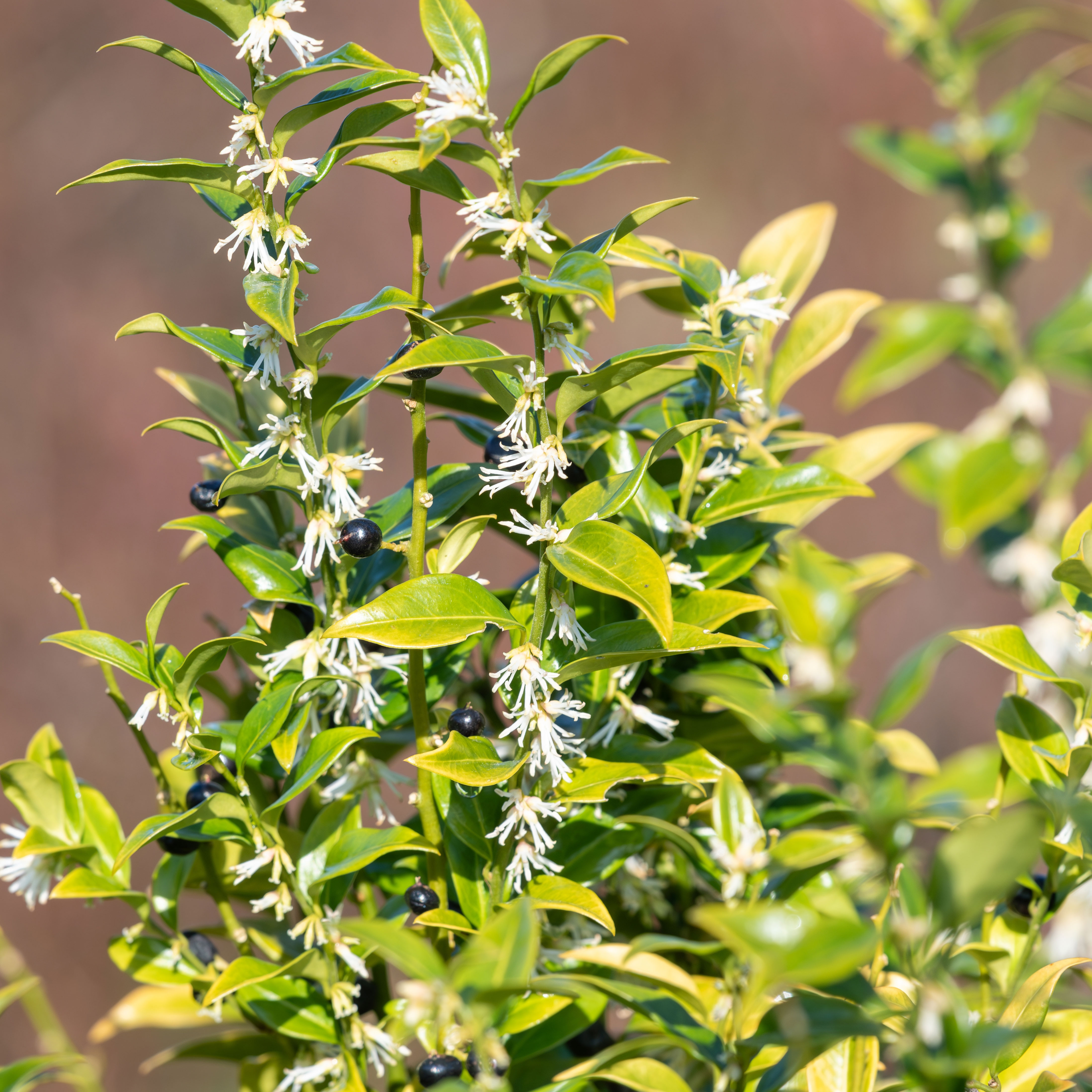 sweet box Christmas box sarcococca shrub in garden