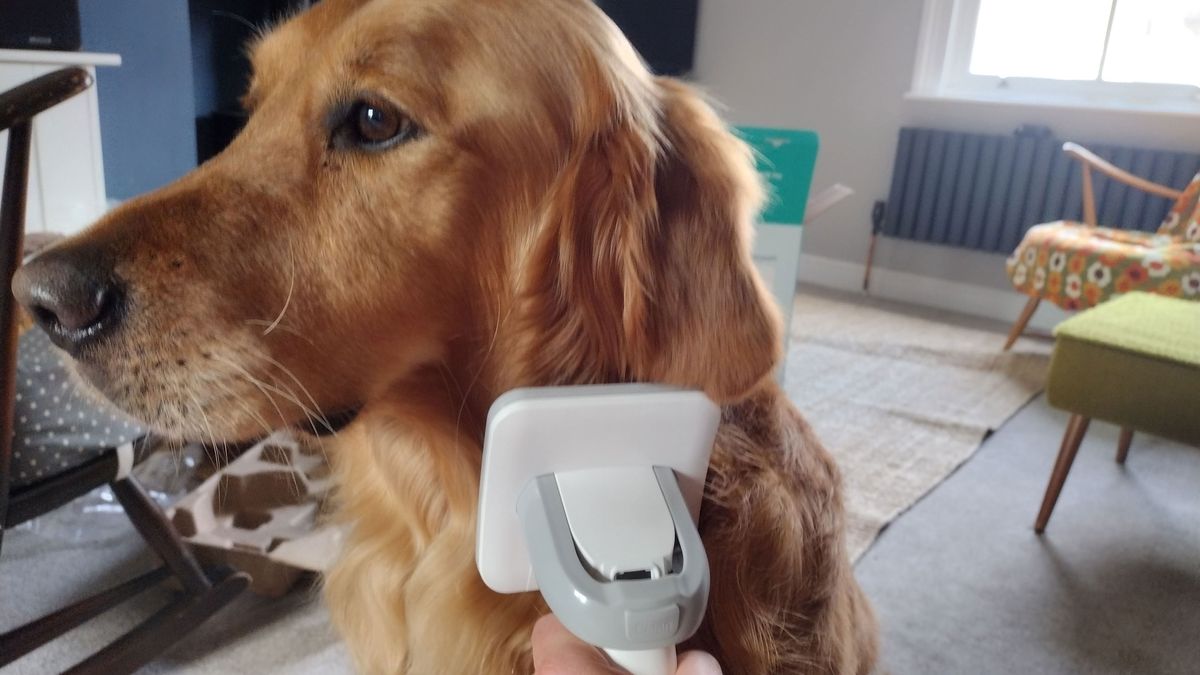 INSE P20 Pro Dog Grooming Kit review Top Ten Reviews