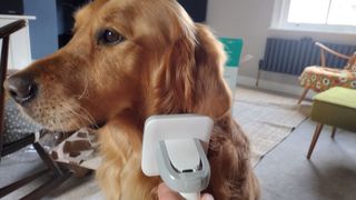 Image shows the INSE P20 Pro Dog Grooming Kit.