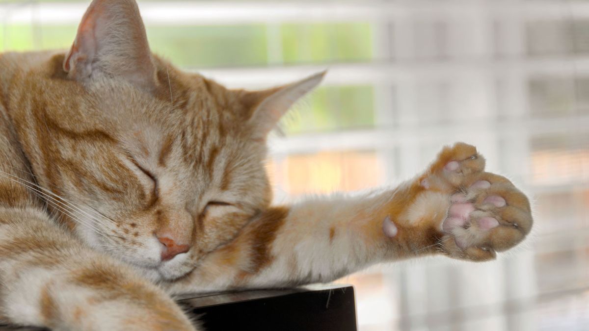 Polydactyl cats