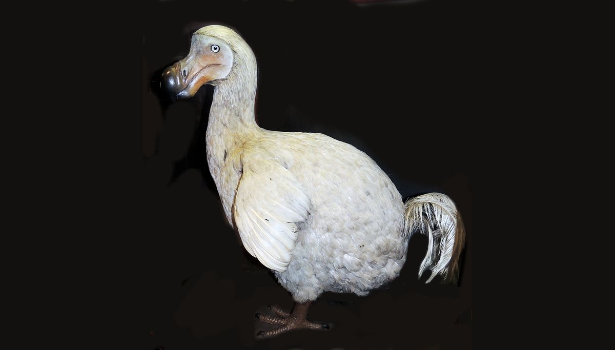 Facts about the dodo