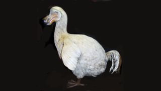 Dodos once roamed the island of Mauritius, before humans arrived and drove the birds to extinction.