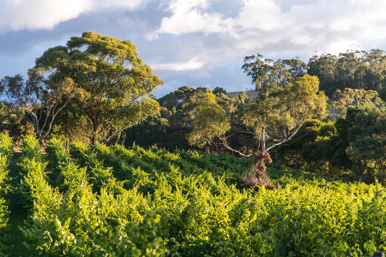 vineyard with trees