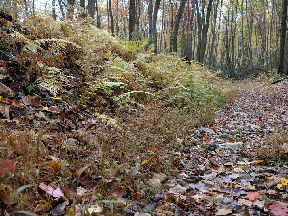 japanese stiltgrass, invasive species