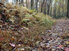japanese stiltgrass, invasive species