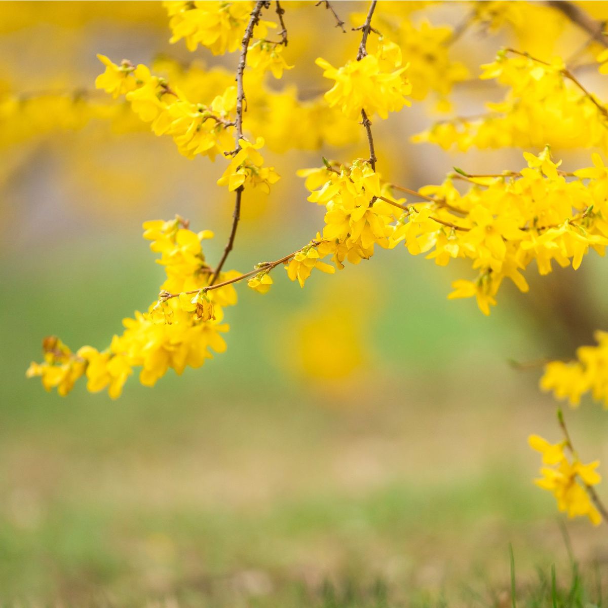 Quand tailler le forsythia : c'est la clé d'un printemps à couper le souffle, mais seulement si vous le faites au bon moment