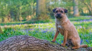 Border Terrier