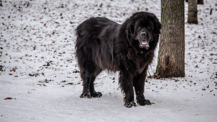 10 best dog breeds for cold weather: Meet the winter wonders | PetsRadar