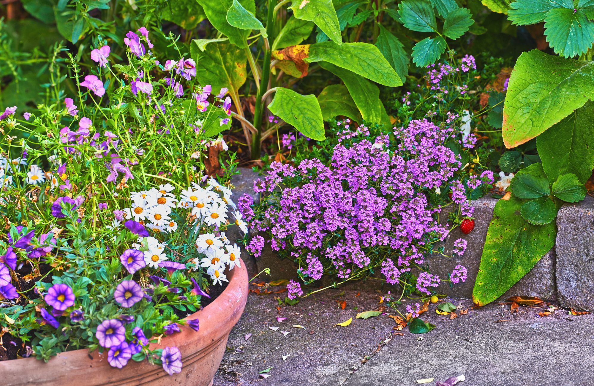 A serene garden corner featuring blooming pansies, white daisies, and clustered thyme surrounded by verdant greenery. Captured on a warm day, this image radiates peace, growth, and natural artistry.