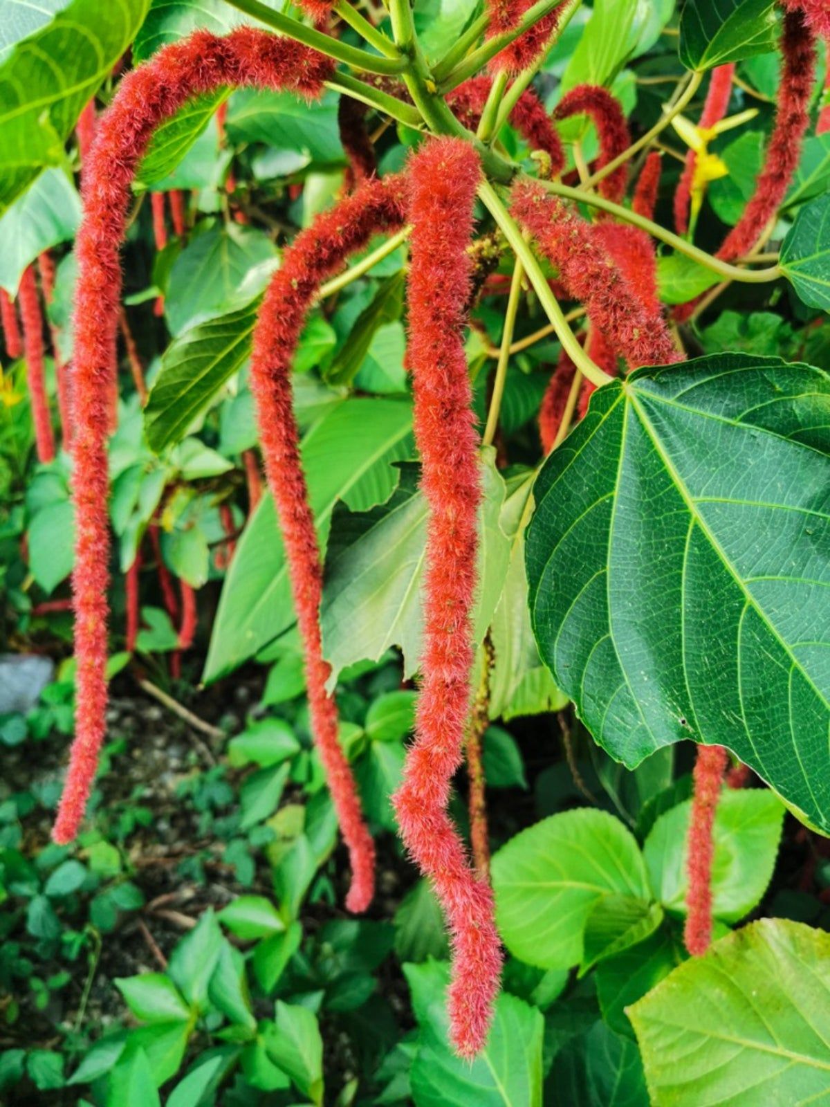 Long Fuzzy Red Hot Cattail Plants