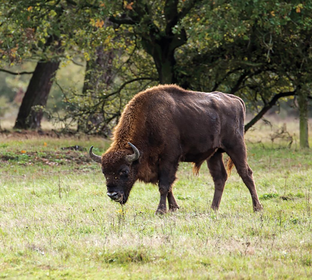 A bison on a reserve in the Netherlands.