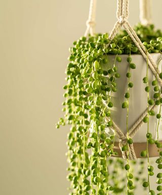 String of pearls plant in macrame hanging planter with cream wall behind