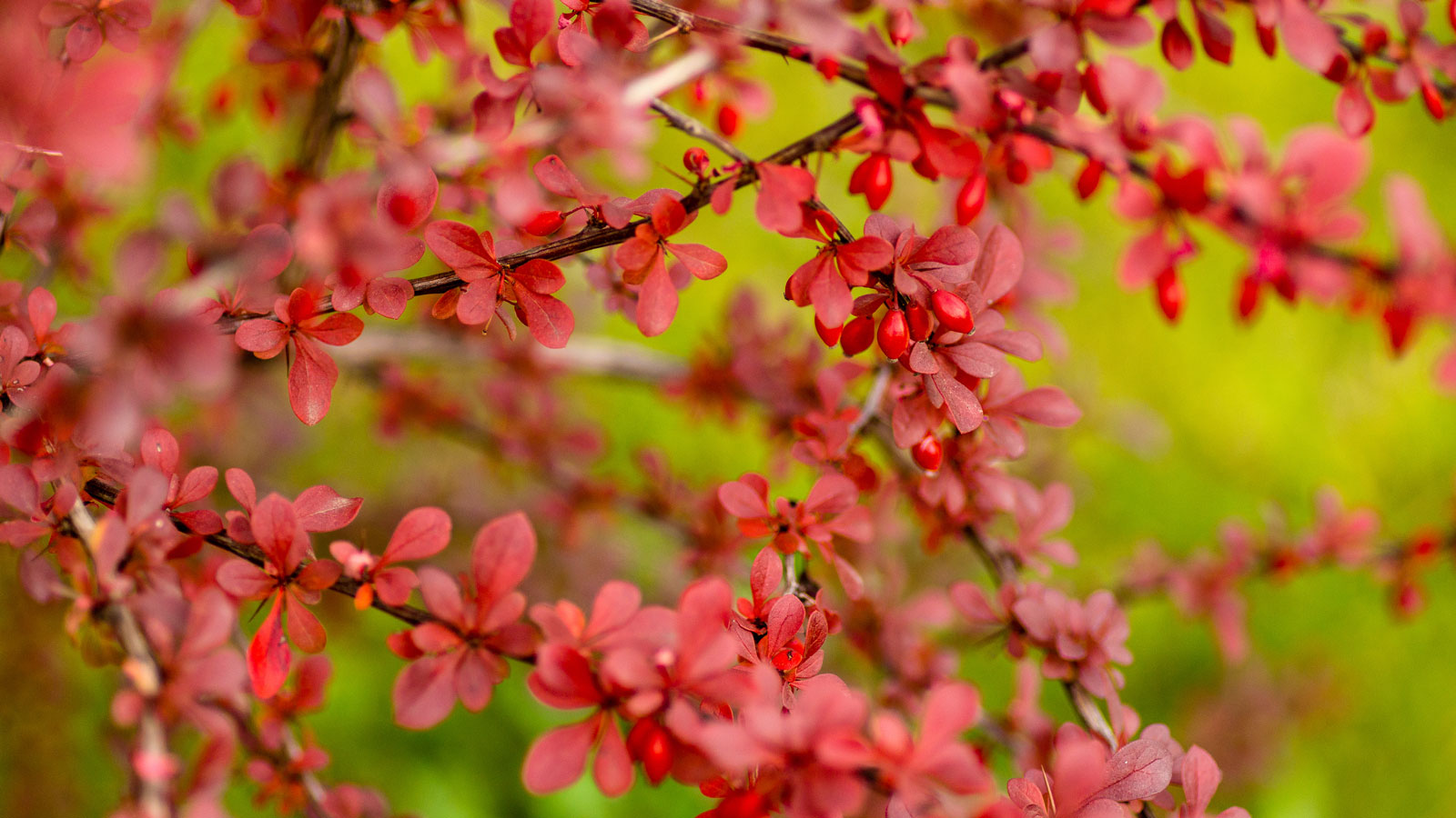 Japanese barberry shrub showing red leaves