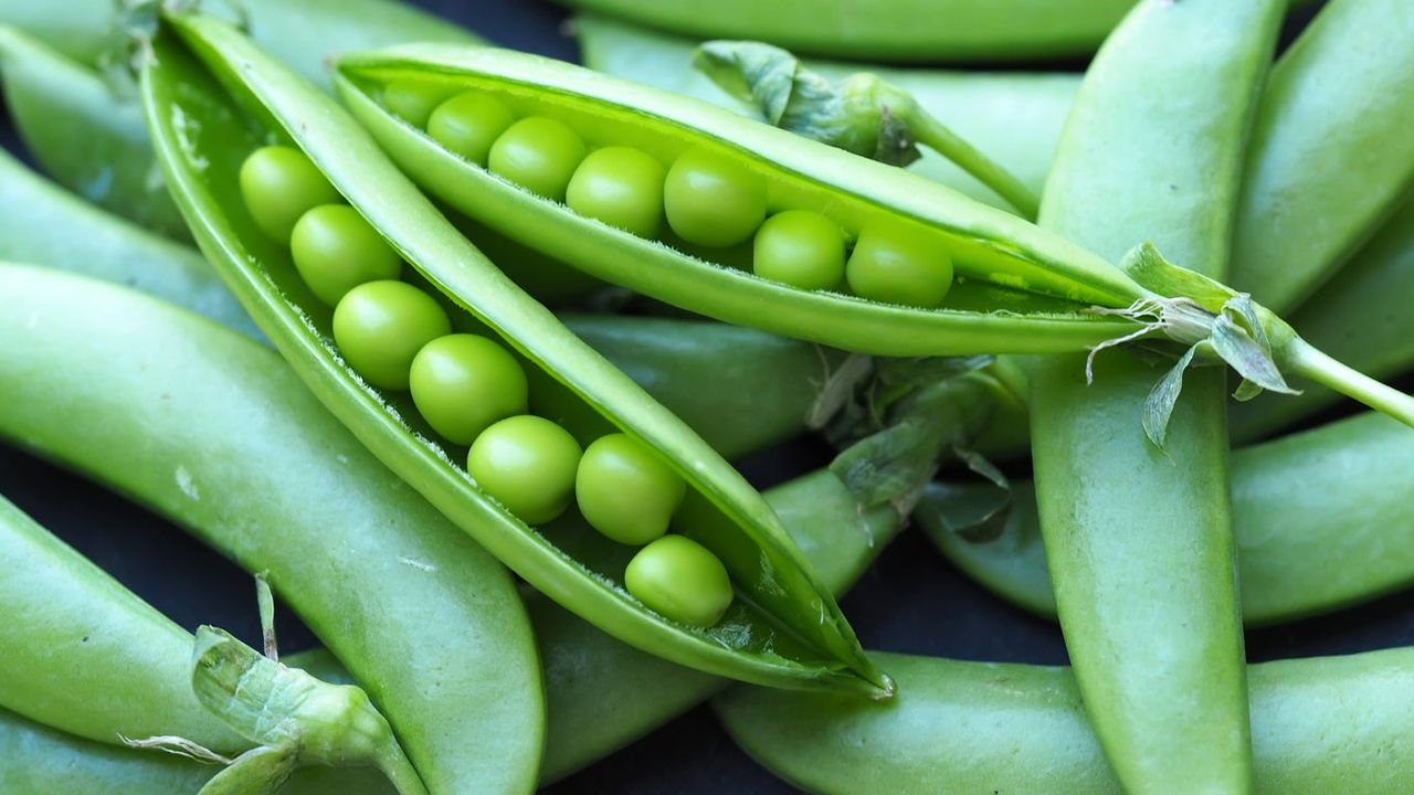 Misty Shell Pea Plants Split Open Full Of Peas