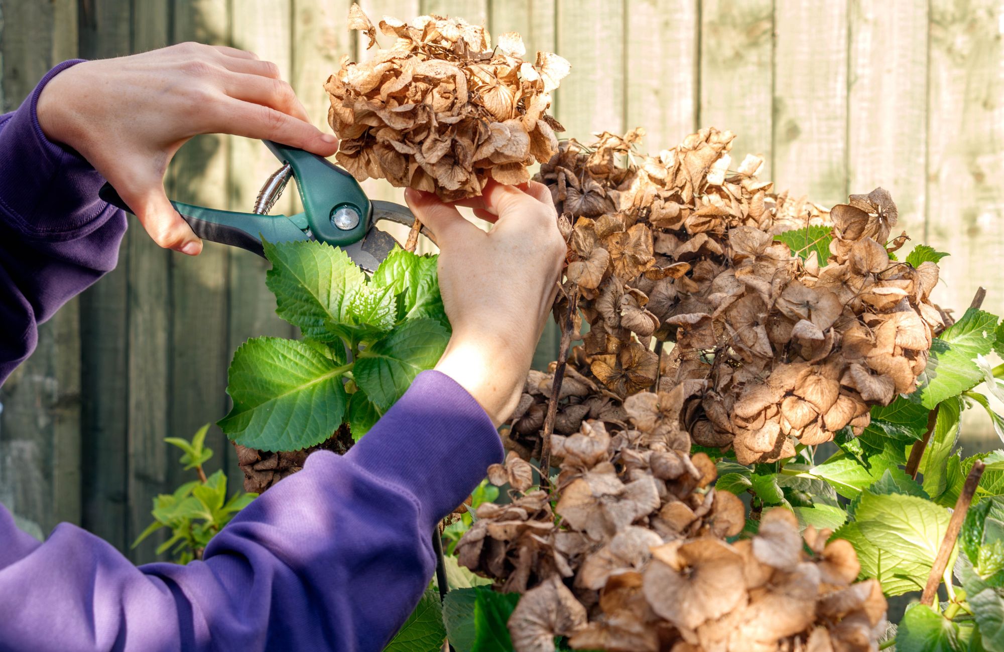 Close-up view of woman hands with secateurs pruning hydrangea bush against a wooden fence in a garden on a sunny March day