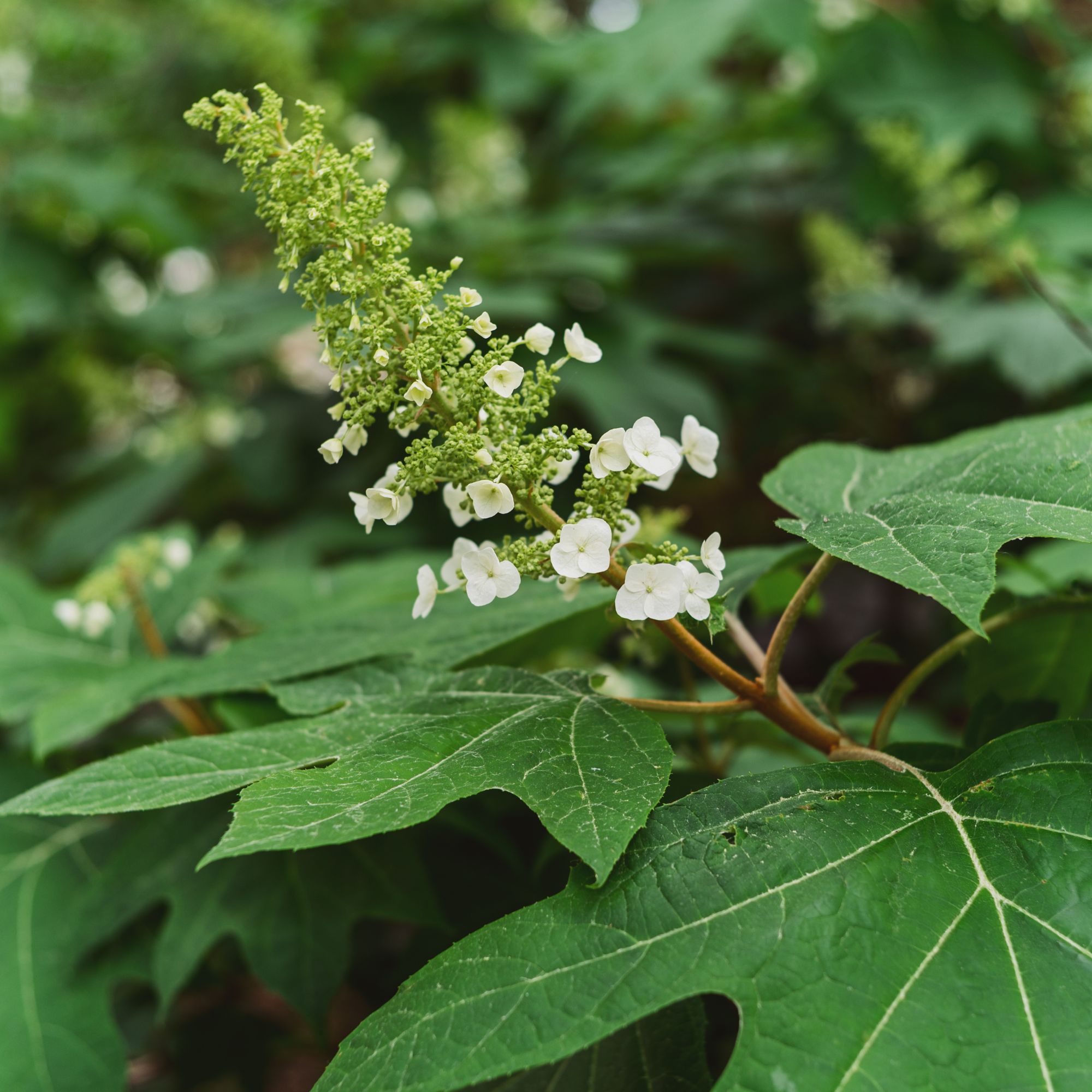 Closeup of flowering oakleaf hydrangea plant