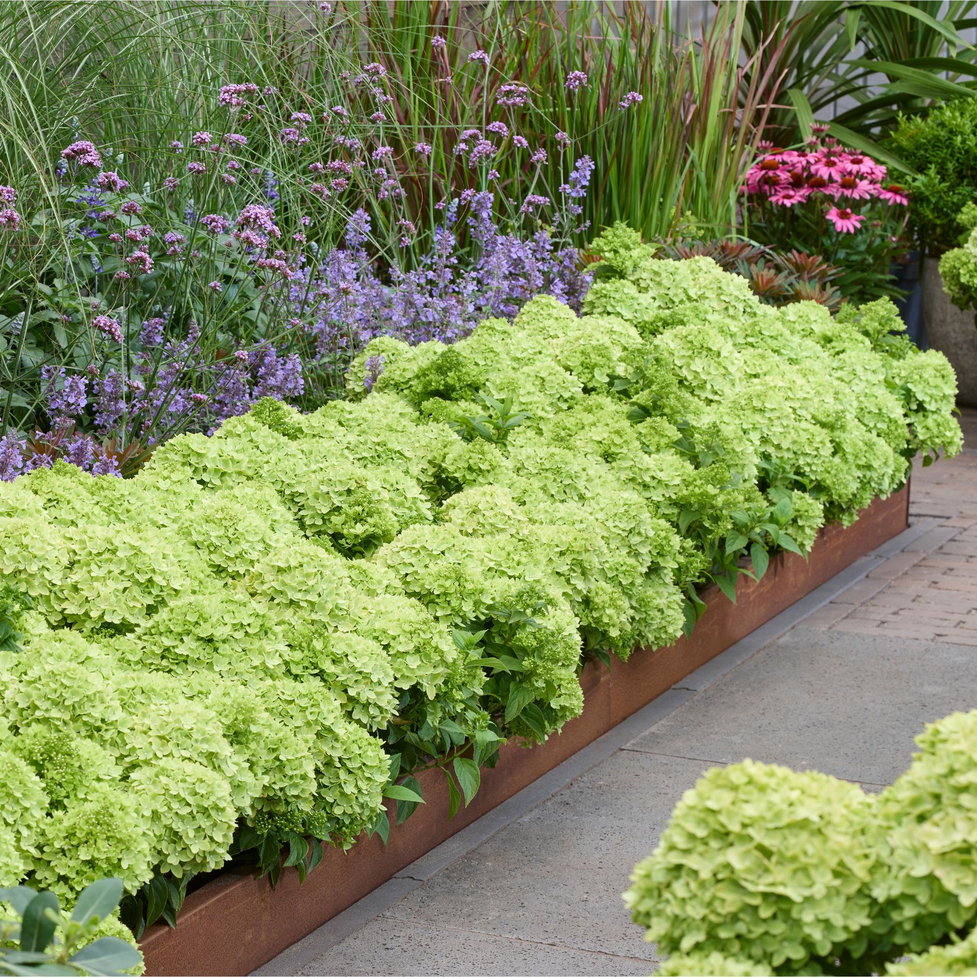 Hydrangea paniculata 'Groundbreaker&reg; Greeny&trade;' growing in garden bed