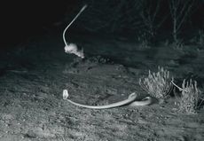 A kangaroo rat out-maneuvers a rattlesnake.