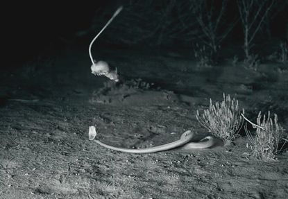 A kangaroo rat out-maneuvers a rattlesnake.
