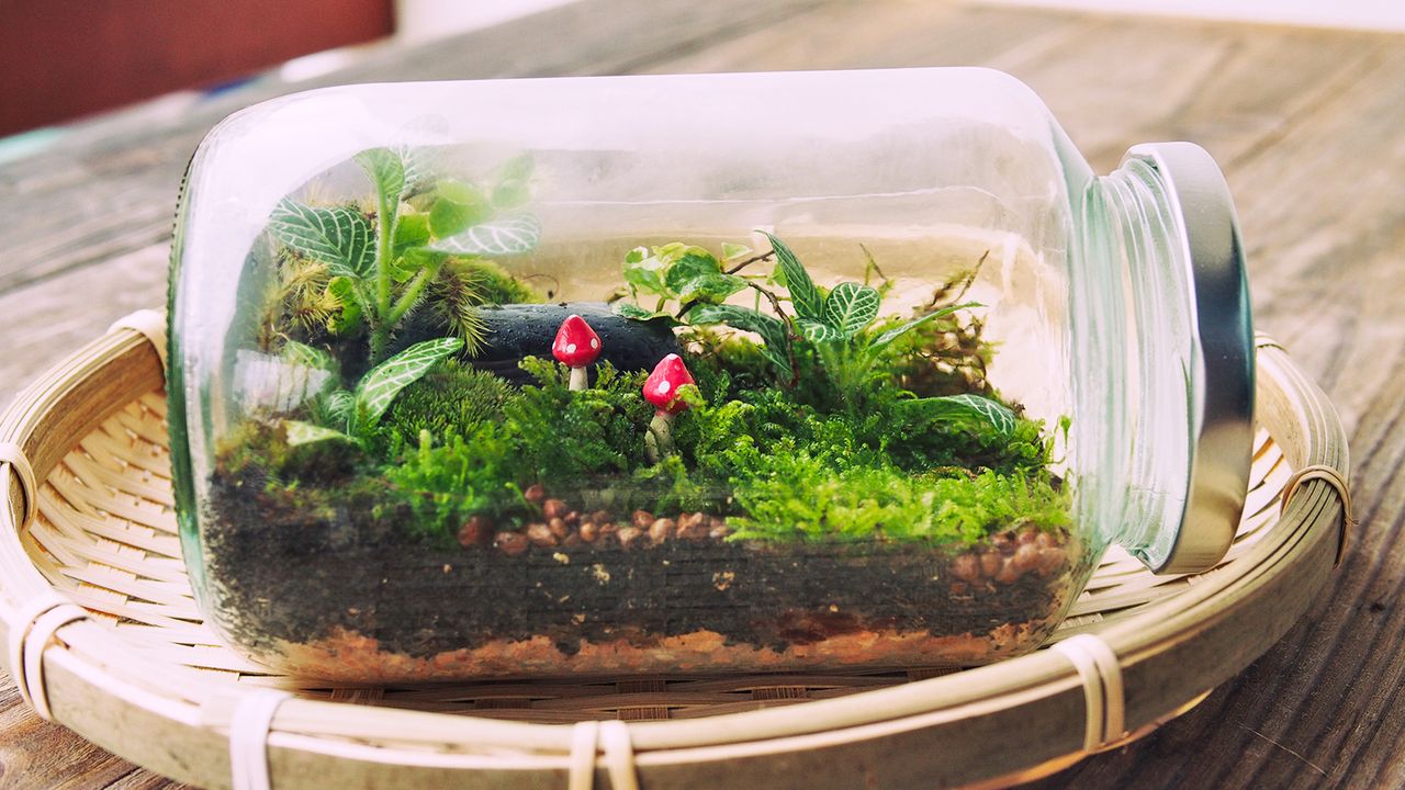 Mason jar terrarium with mini mushrooms