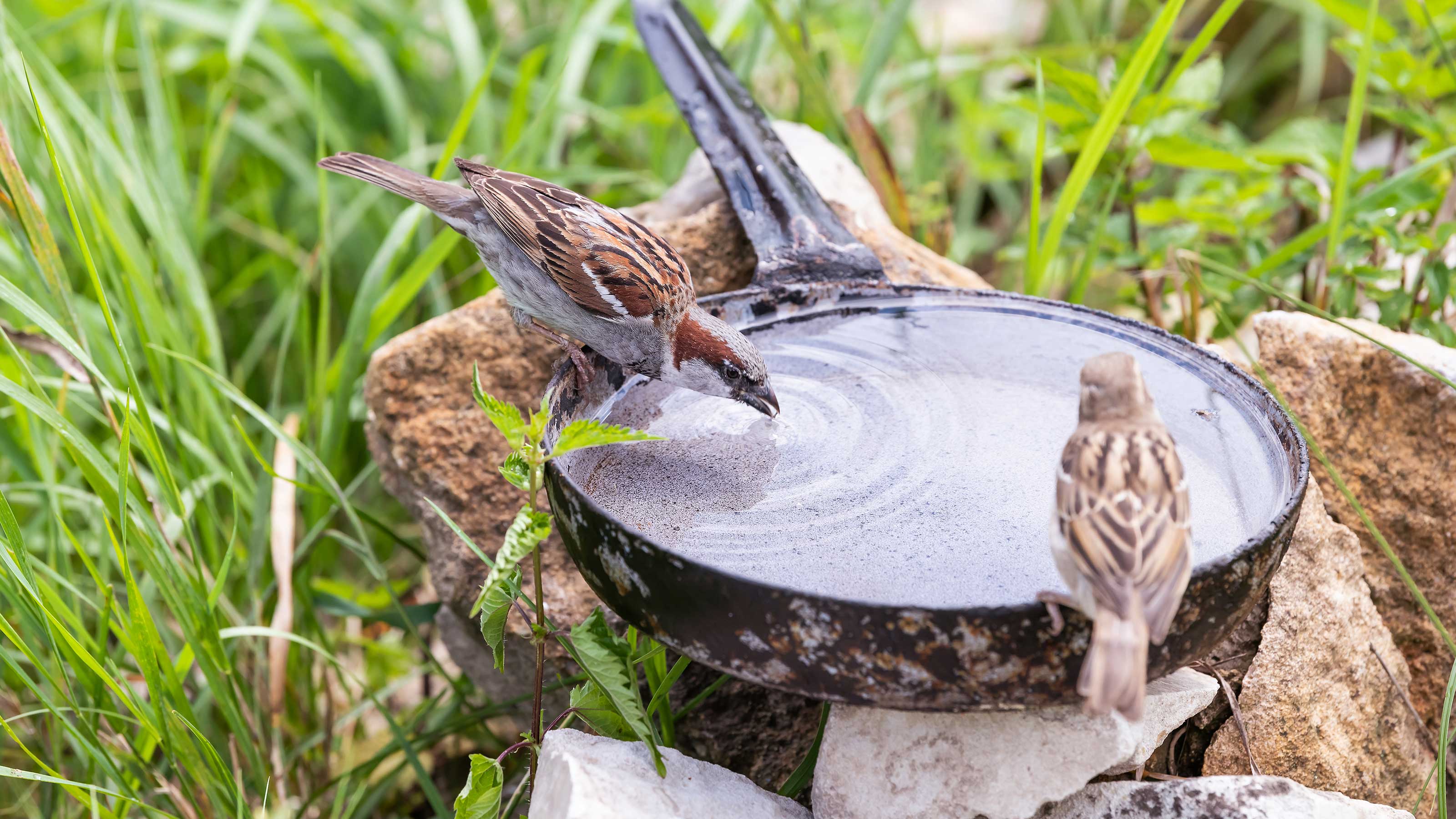 How To Make A Bird Bath In A Few Simple Steps Gardeningetc