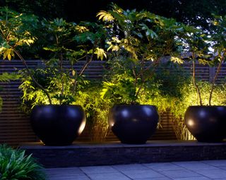 large planters with lit trees