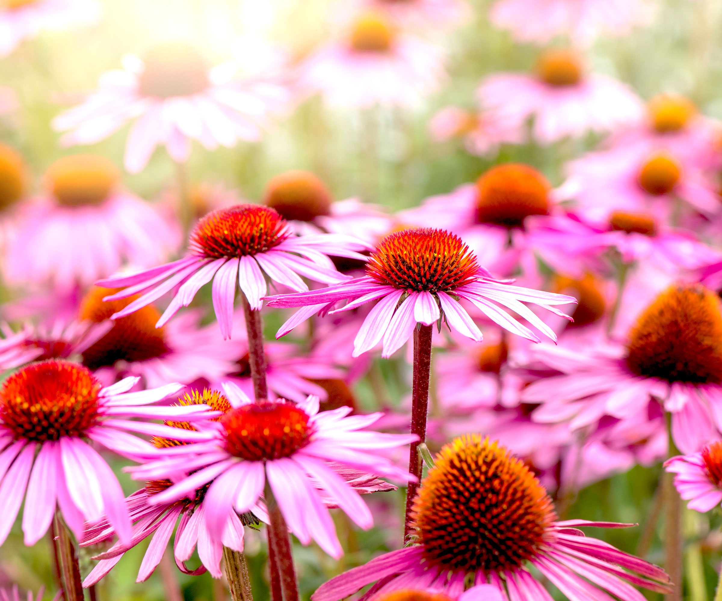 coneflowers with pink petals and orange centers