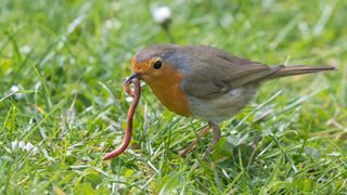 A robin sitting on some grass with a worm in its mouth