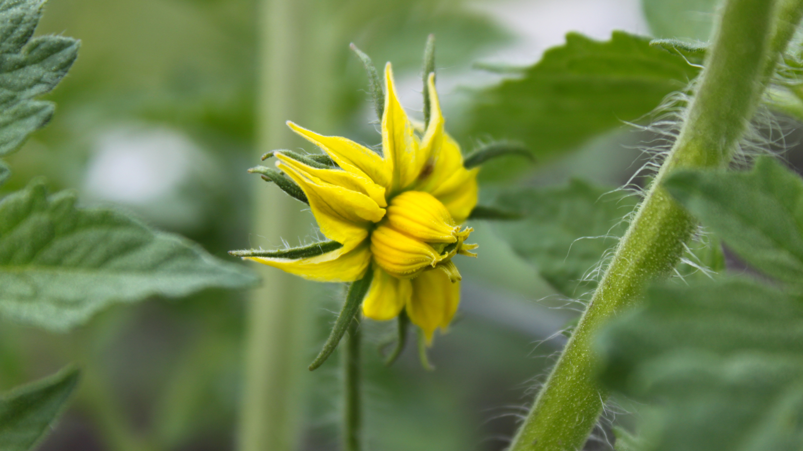 Tomato megabloom on a plant