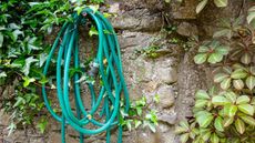 An old garden hose on an ivy-covered wall 