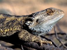 A bearded dragon in central Australia.