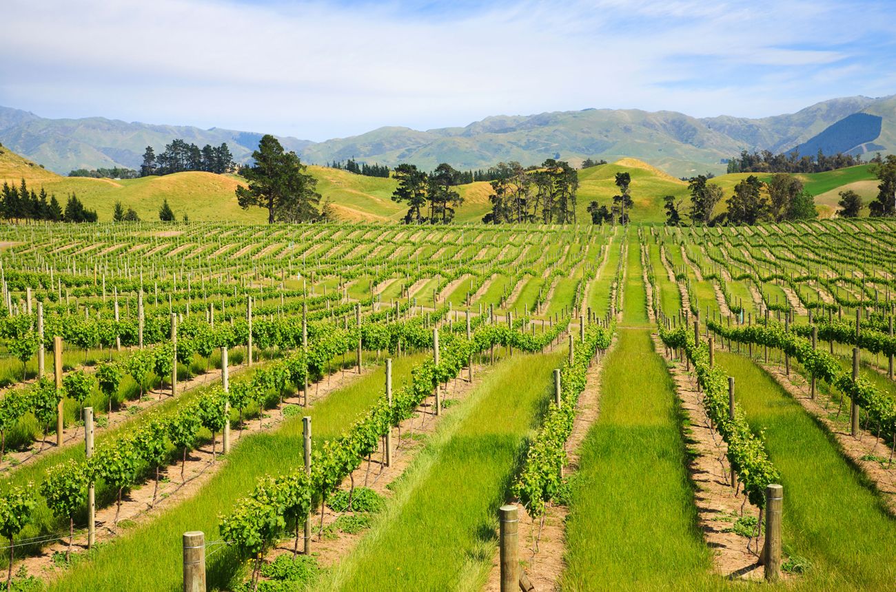 New Zealand Sauvignon Blanc: 20 from 2020 | Decanter