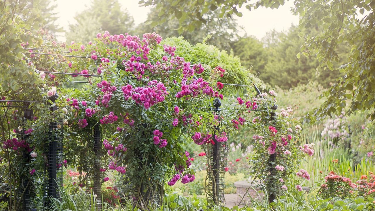 Climbing rose on an archway