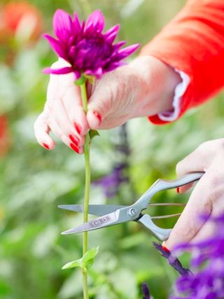 The best secateurs : cutting a flower stem with Sophie Conran secateurs