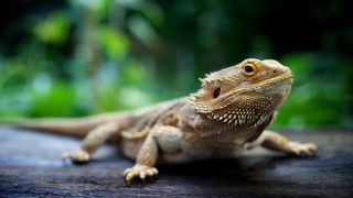 Bearded dragon