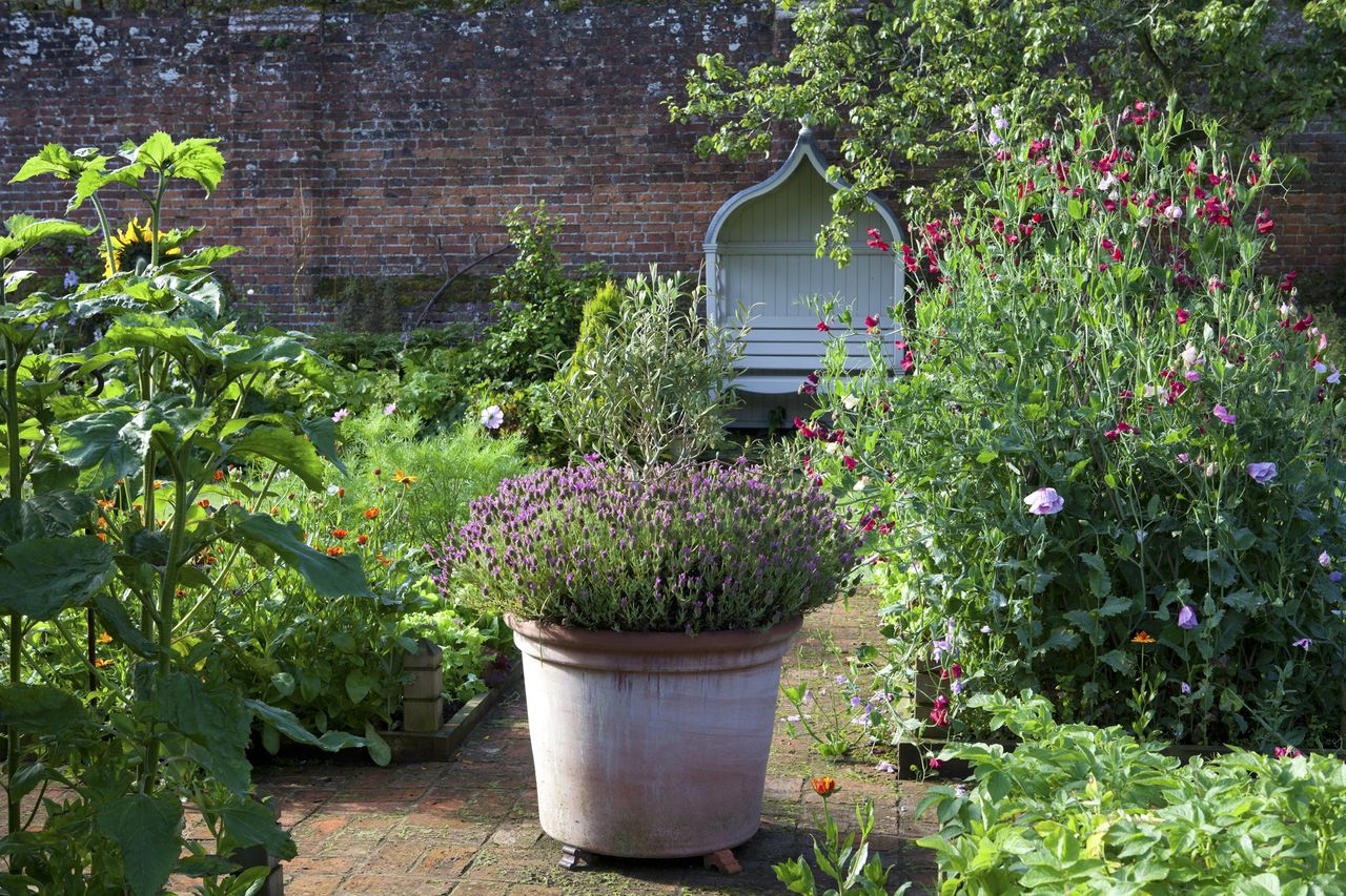 companion planting herbs in pots