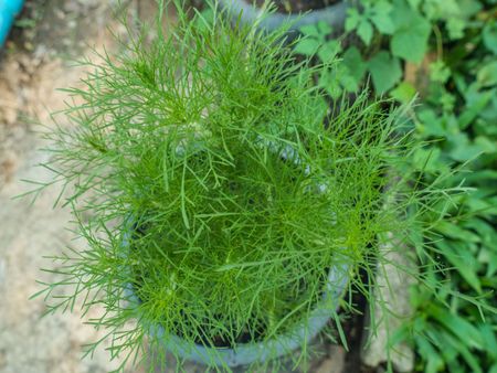 Container Grown Dill Plant