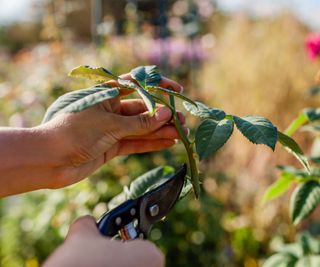 Pruners and thorns