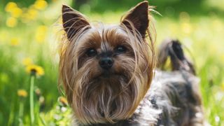 Yorkshire terrier