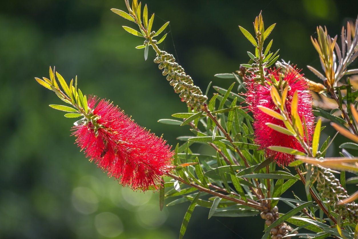 Red Flowered Bottlebrush