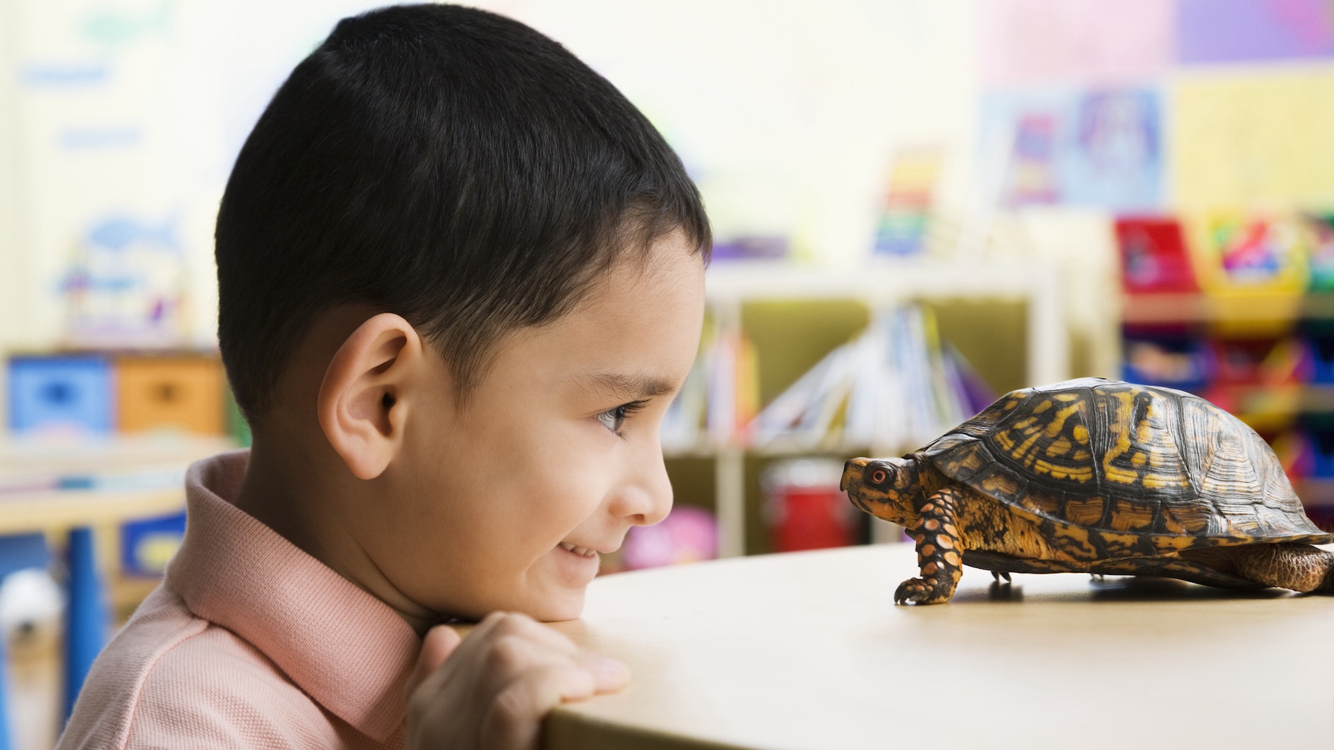 Boy looking at pet tortoise