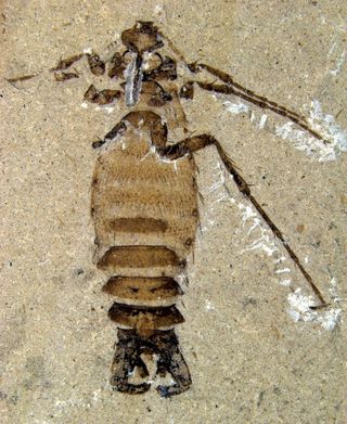 A male flea fossil from the early Cretaceous period.