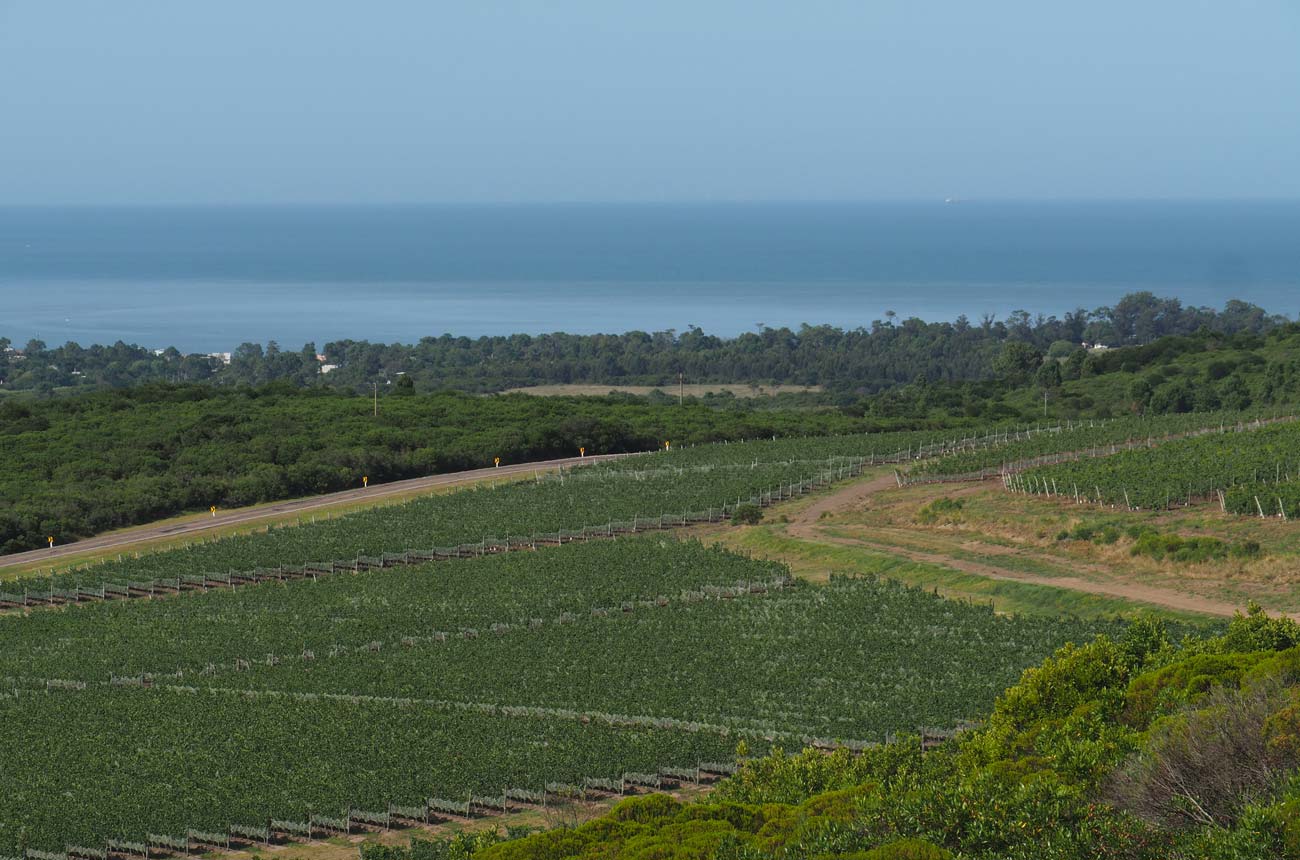 Fields of vines with the sea in the background