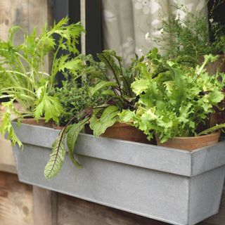 window box with pots of salad and herbs