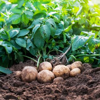 Potatoes growing in a garden