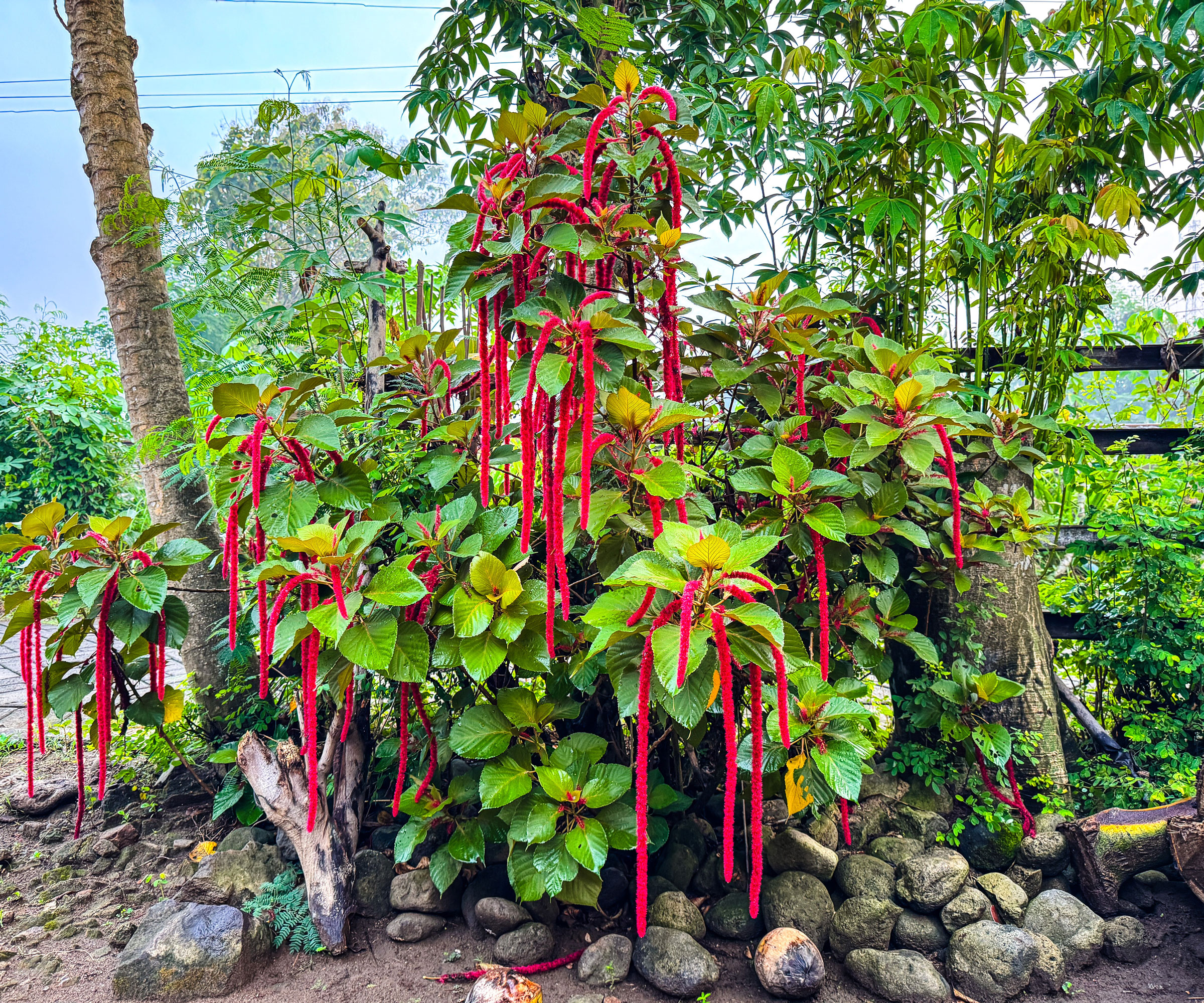 amaranthus plant with rich red tassels dangling down