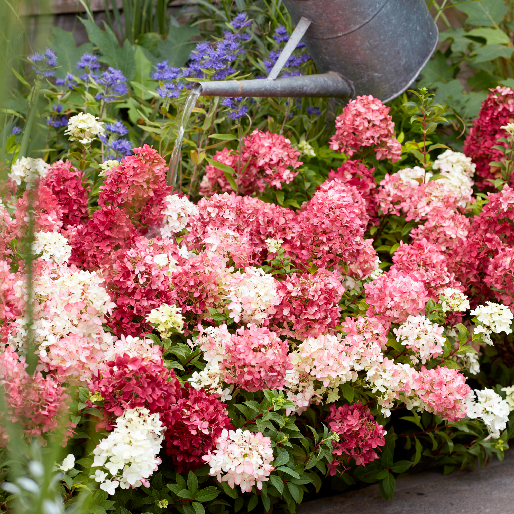 Hydrangea Groundbreaker Ruby