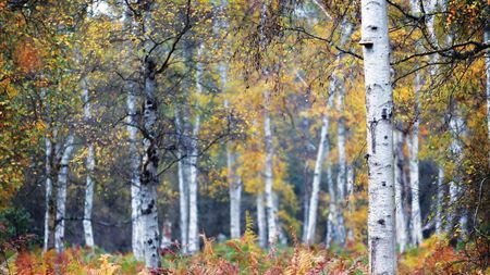 Silver birch trees in a woodland garden with ferns